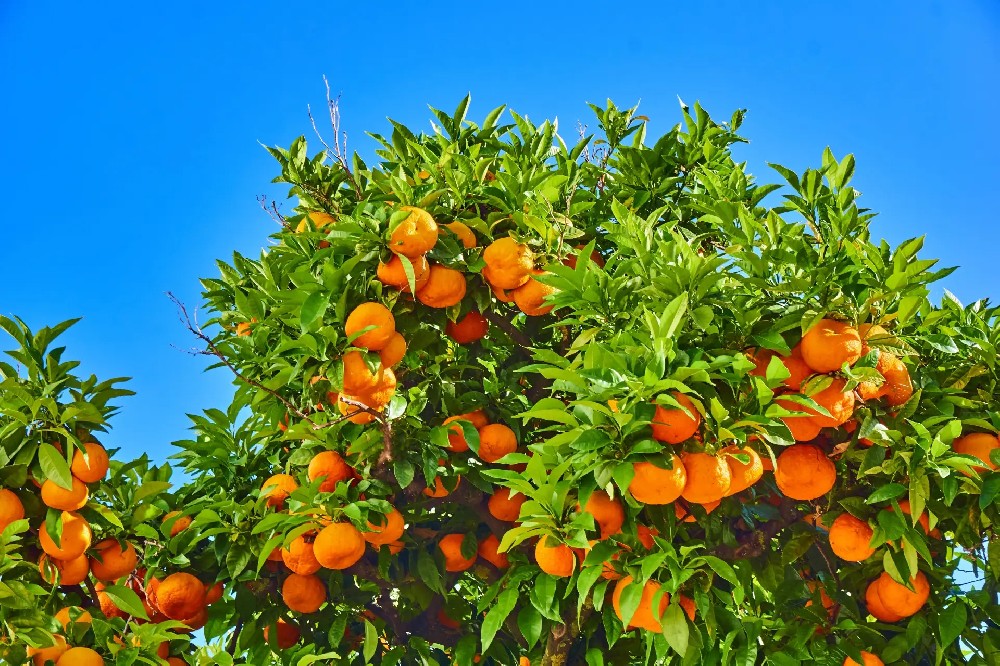 從雞糞到果渣，教你打造高效果園自用肥方案